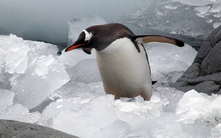 How to Say “Penguin” in Spanish? What is the meaning of “Pingüino”?