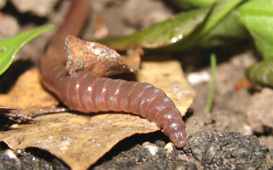 How to Say “Worm” in Spanish? What is the meaning of “Gusano”?