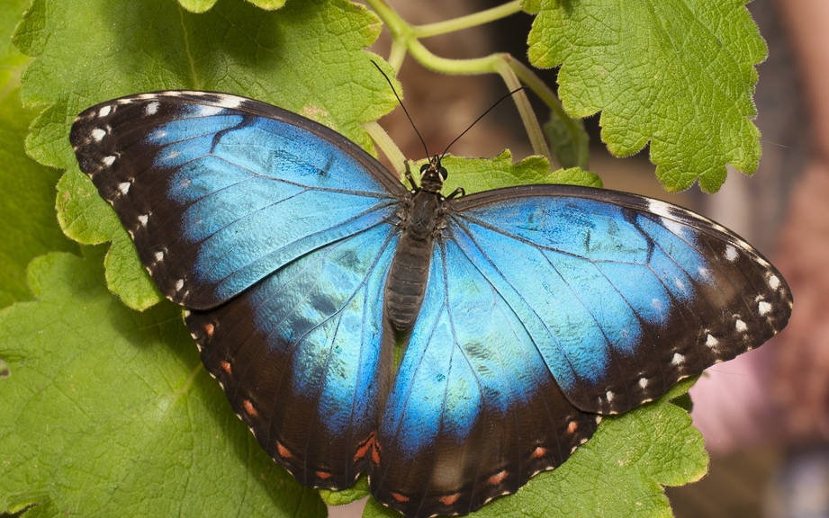 How To Say Butterfly In Spanish What Is The Meaning Of Mariposa 