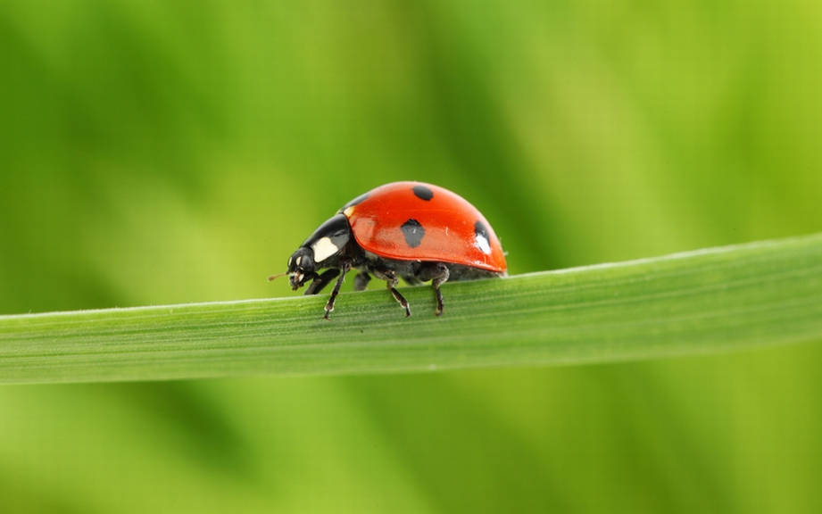 what is spanish for ladybird
