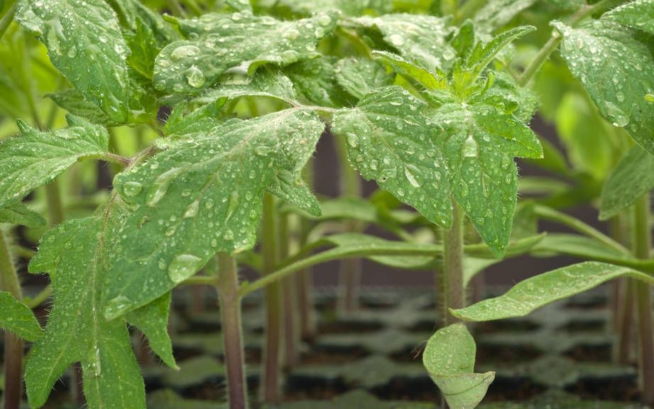 how-to-say-plant-in-spanish-what-is-the-meaning-of-planta-ouino