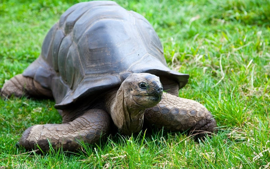 How to Say “Slowly” in Spanish? What is the meaning of “Lentamente”?