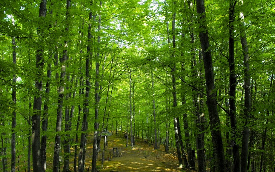 How to Say “Forest” in Spanish? What is the meaning of “Bosque”?