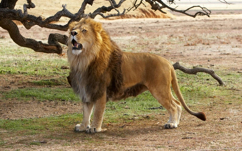 lion in hindi translation
