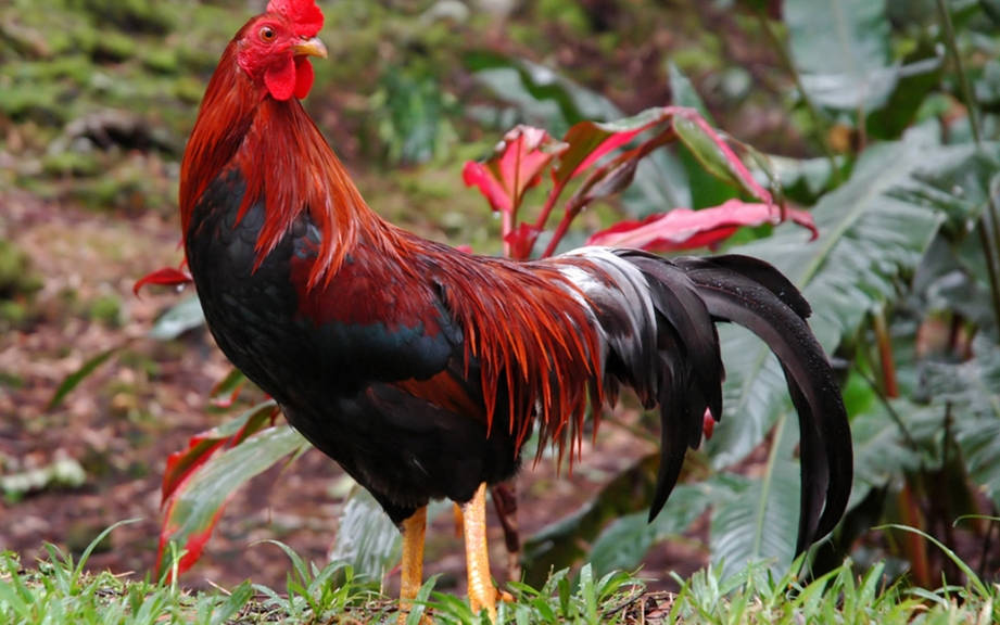 How To Say Rooster In Spanish What Is The Meaning Of Gallo OUINO