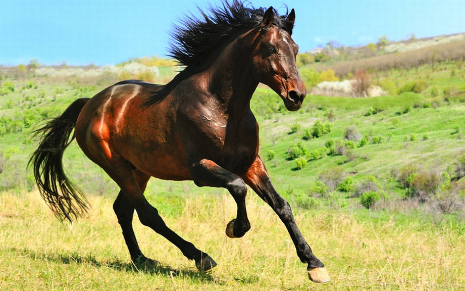 How To Say Horse In Spanish What Is The Meaning Of Caballo OUINO