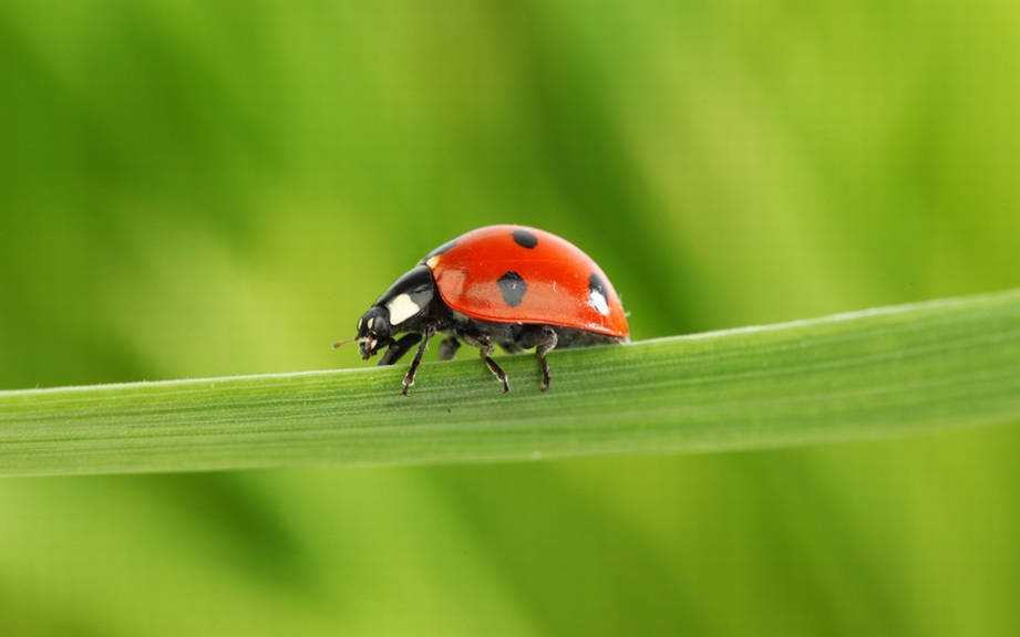 How To Say Ladybug In Spanish What Is The Meaning Of Mariquita 